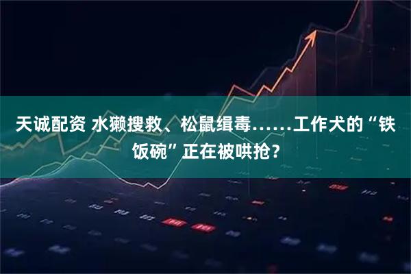 天诚配资 水獭搜救、松鼠缉毒……工作犬的“铁饭碗”正在被哄抢？